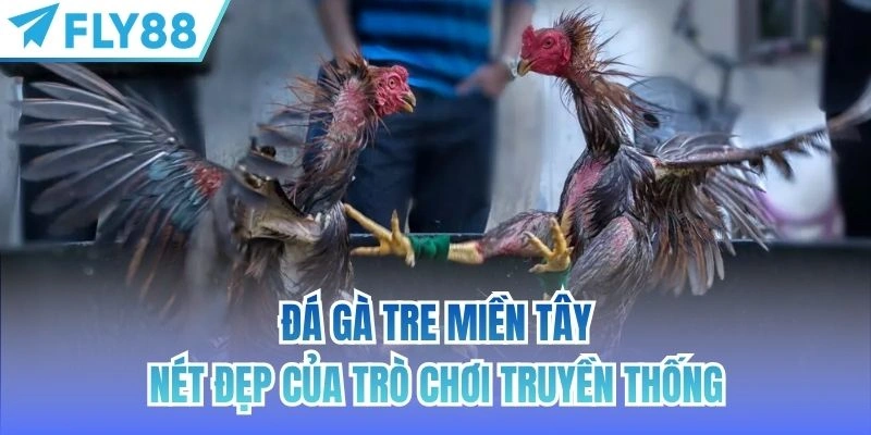 Đá Gà Tre Miền Tây | Nét Đẹp Của Trò Chơi Truyền Thống 1 đá gà tre miền tây